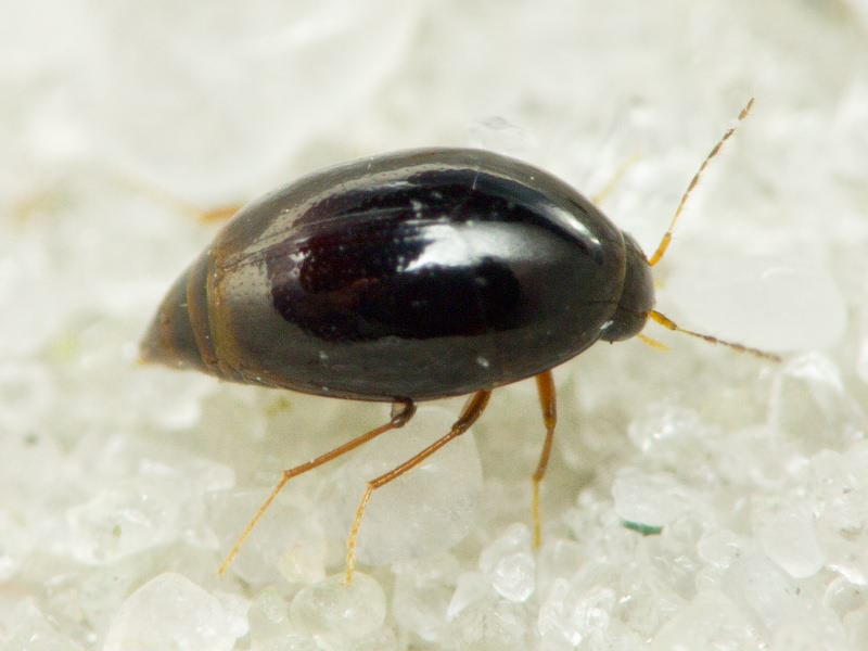 Scaphisoma agaricinum (Linnaeus, 1758)